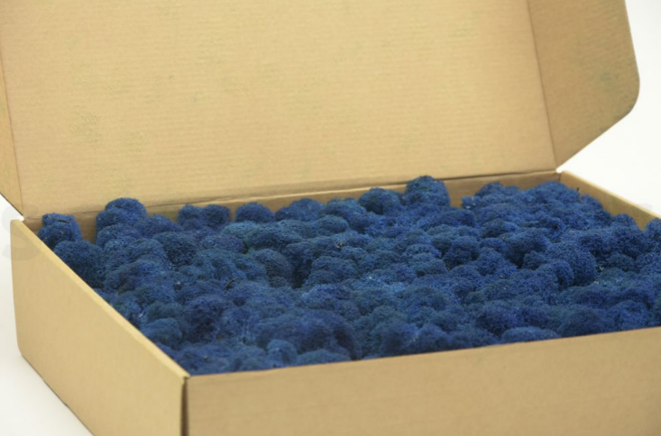 Moss House - Wholesale Live Plant - Reindeer Moss Stabilized Lichen Royal Blue by MossHouse3