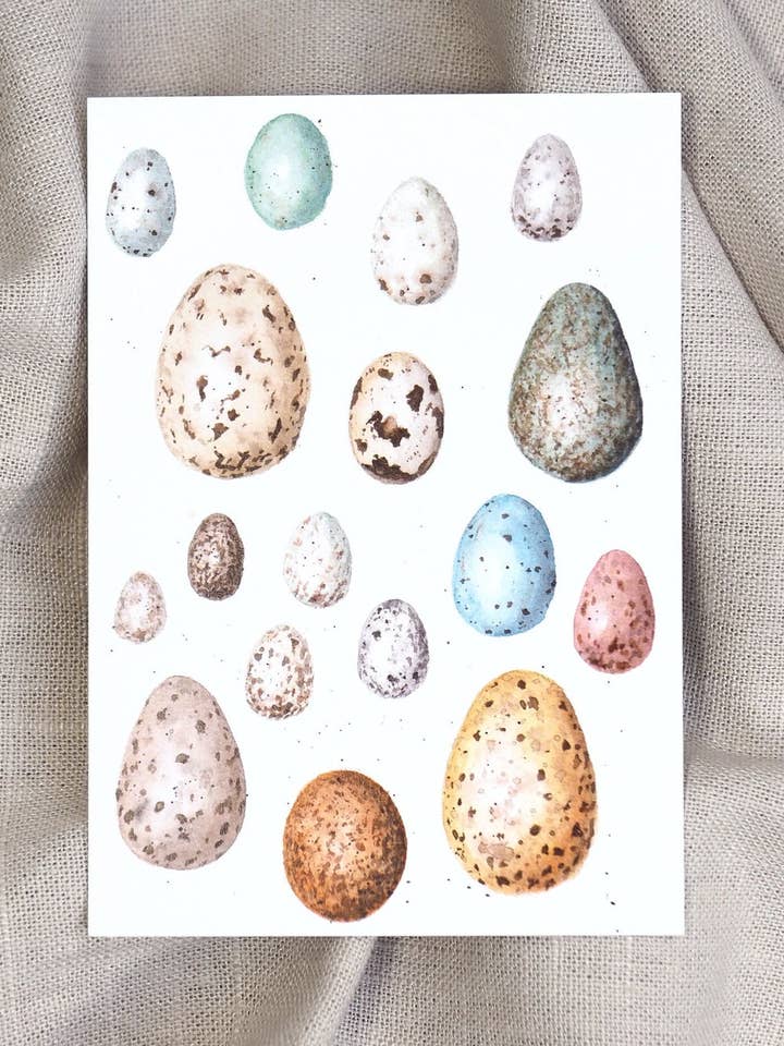 Carte postale Œufs d'oiseaux pour la vente par Jona Art
