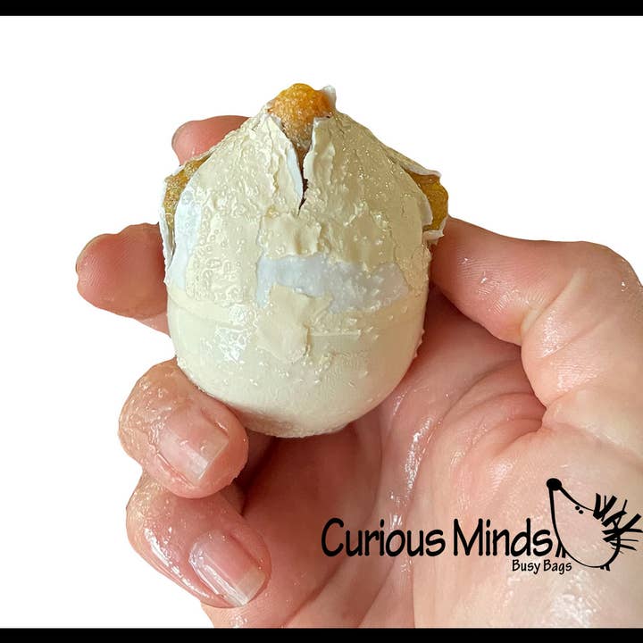 Curious Minds Toys - Wholesale Toy Set - Kids - 1 Hatch a Turtle Animal Grow in Water - Add Water Expands3