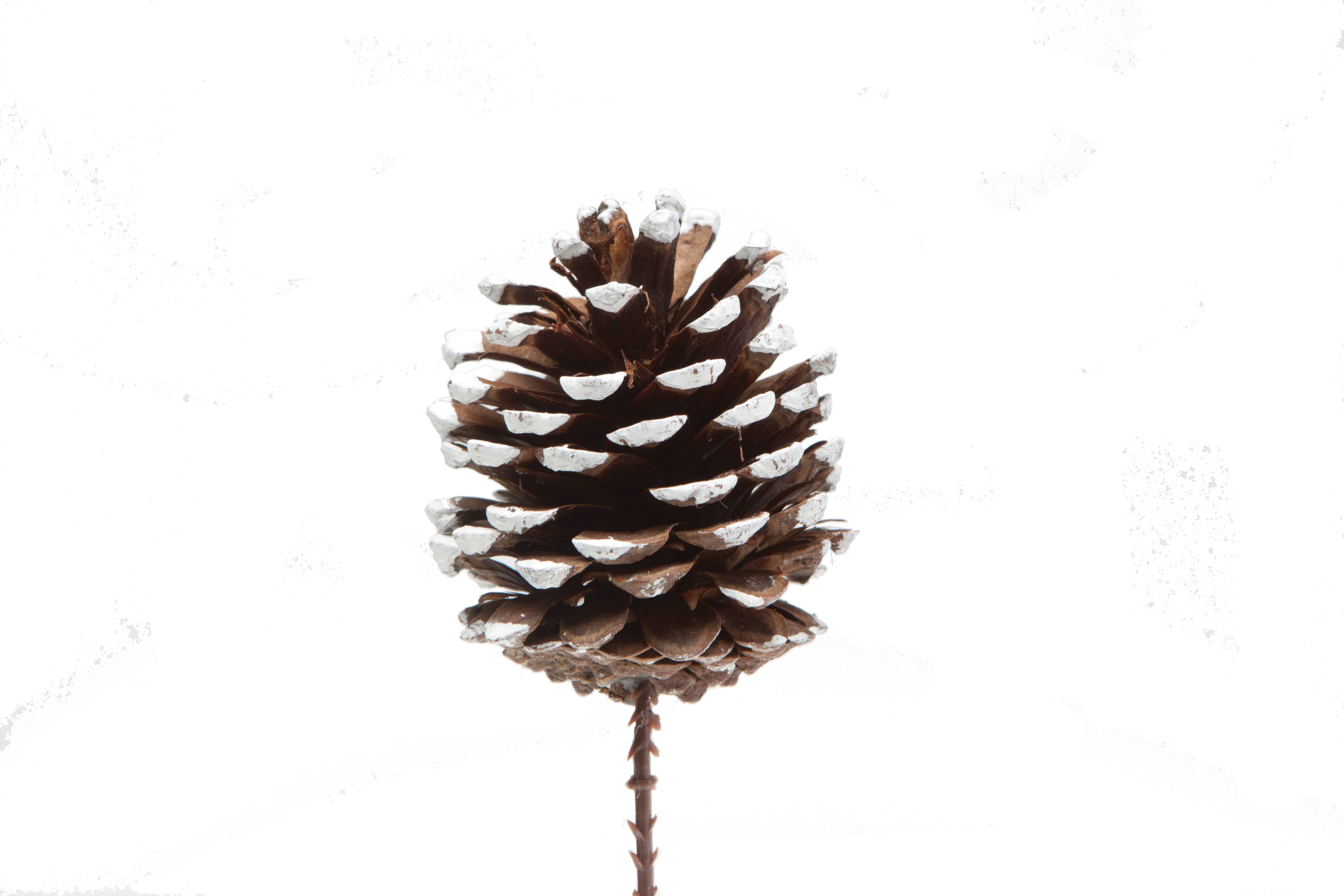 Jacobson - Wholesale Dried/Pressed Flowers - 8.5"OAL White Tipped Pinecone on Pick