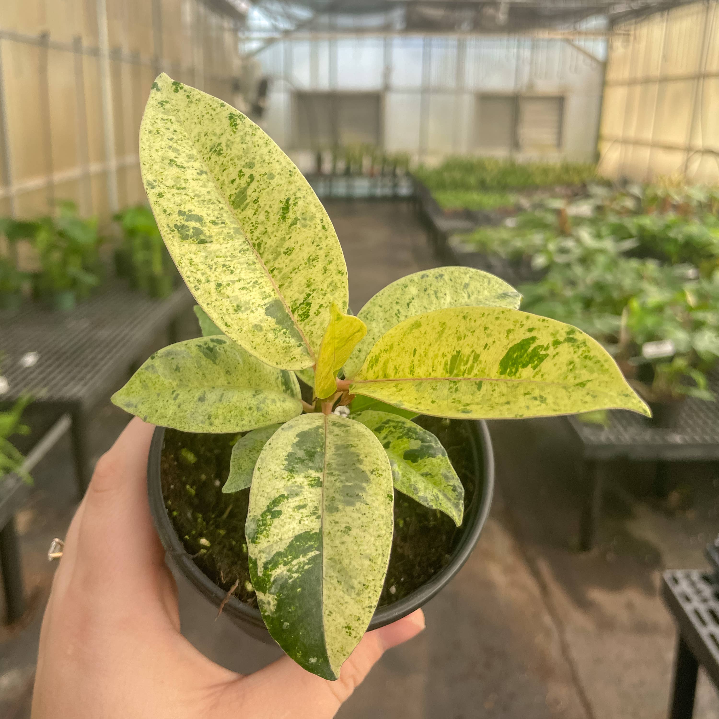 Thorsen's Greenhouse - Wholesale Live Plant - Ficus Shivereana Moonshine Variegated - 4" Live Plant - Rare5