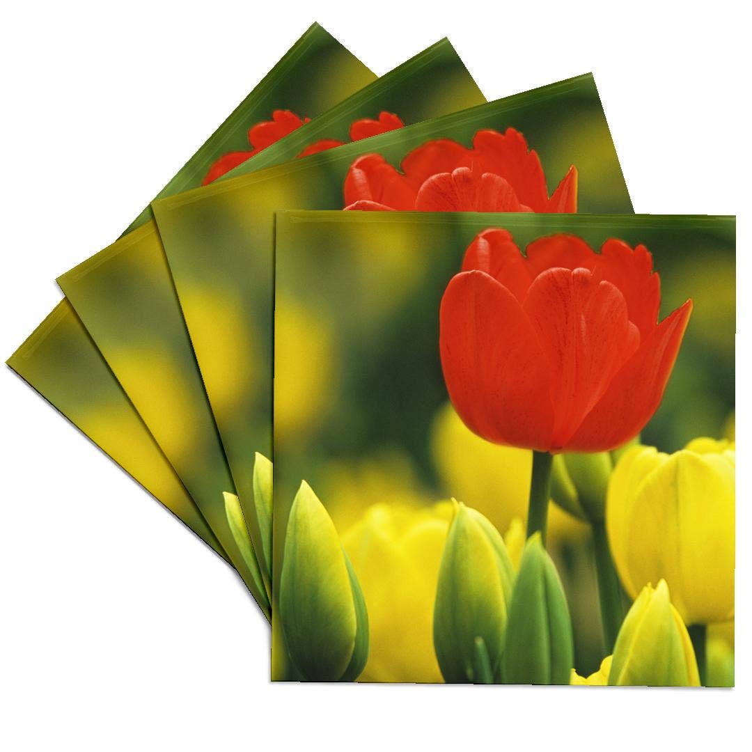 3dRose – wholesale Underlägg – 3dRose, Holland, Keukenhof Gardens. Tulpaner i blomsterträdgård., Glasunderlägg0