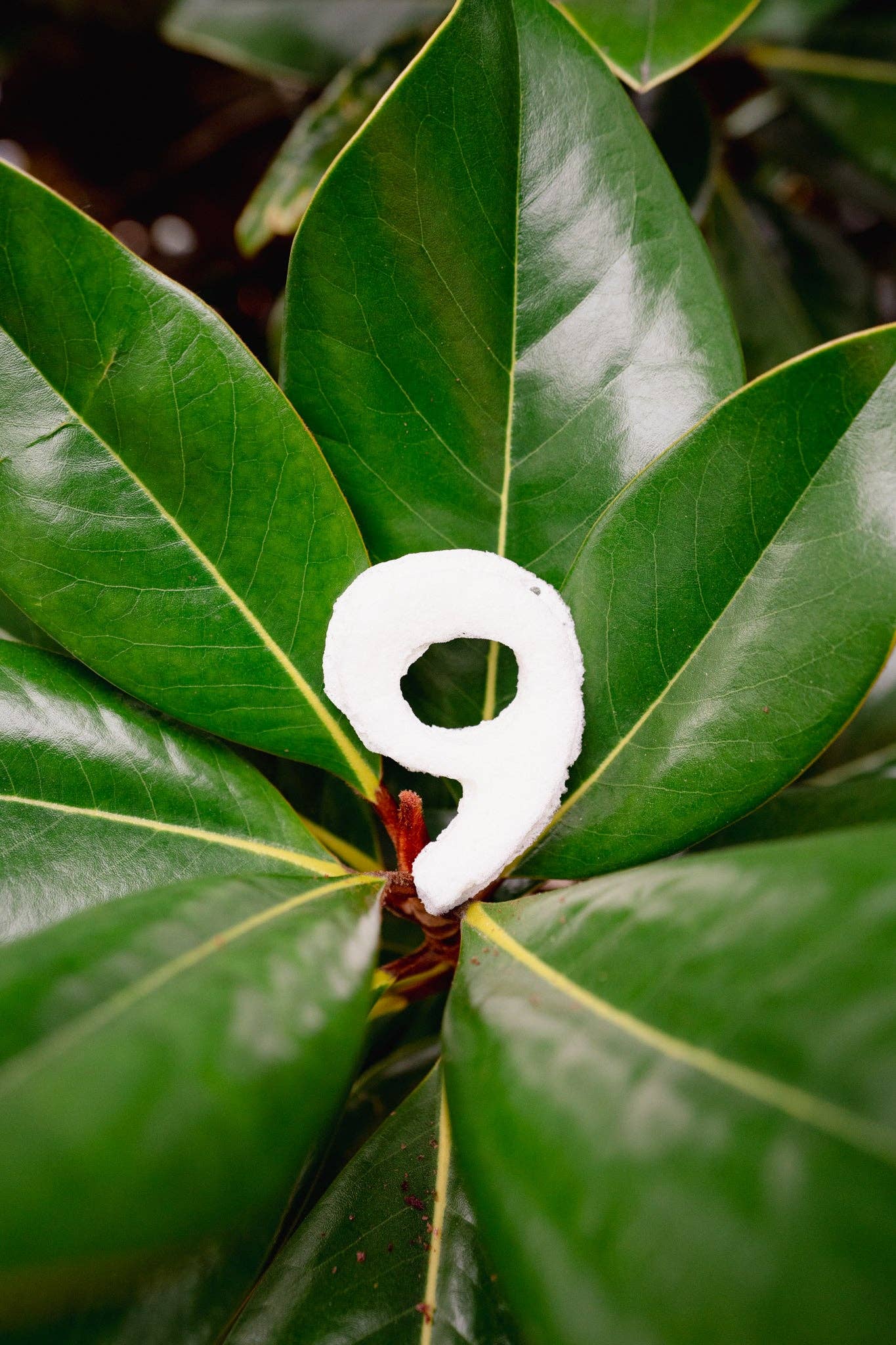 Love Liparu - Wholesale Pet Treats - Dog - MARSHMALLOW NUMBER | Freeze-Dried Dog + Cat Treat9