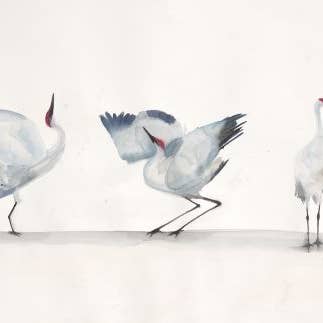 Sandhill Crane ~ "Parade" ~ "Oh, to Fly" ~ Giclée Print for wholesale by Holly Wach Art LLC