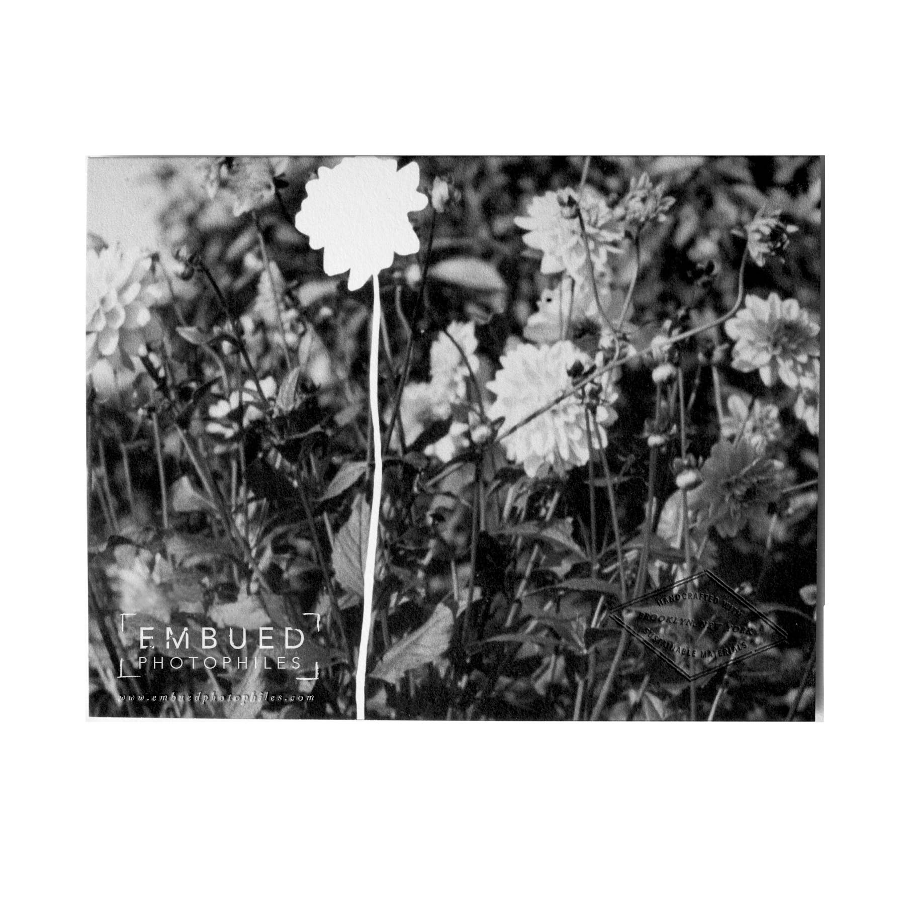 Embued Photophiles – Engroshandel Takkekort – Dahlias takkekort1