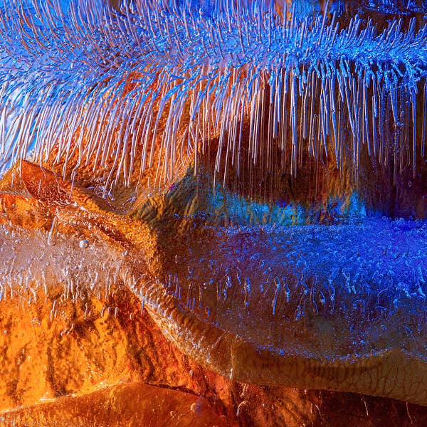 Blumen Metallischer Kunstdruck FLO83 für den Großhandel von Breaking Rules Photography