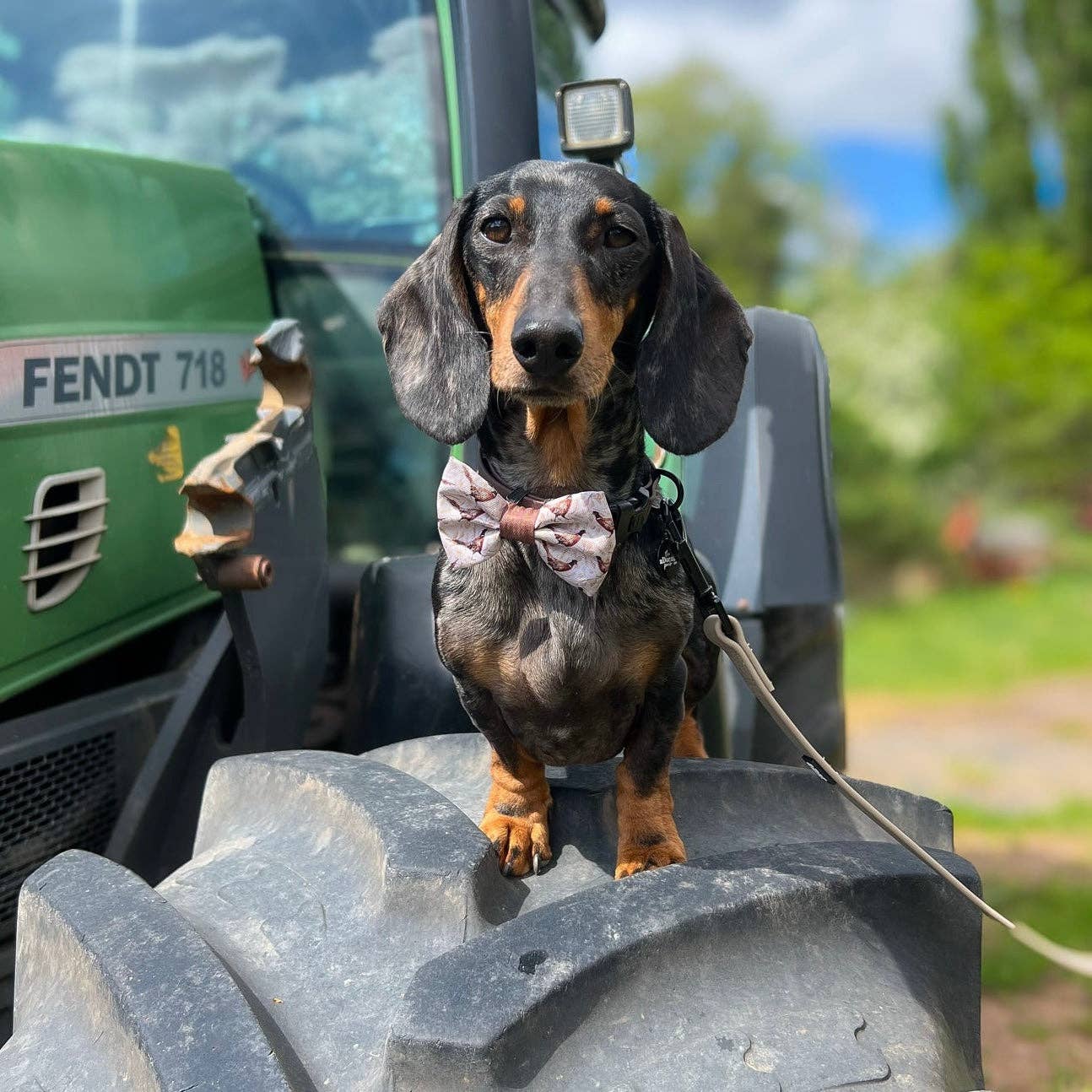 The aDoraBle Pooch Company – wholesale Pet bow tie – Dog – Dog Bow Tie - Farmland Pheasant3