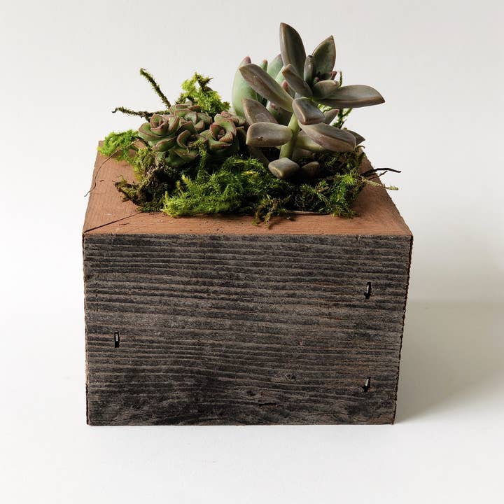 Alibi Interiors - Venta al por mayor Jardinera - Caja para macetero de madera reciclada de 5 x 5 cm