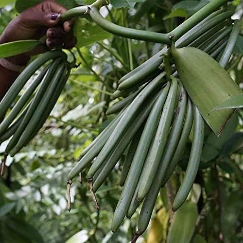 AayuLuxe - Wholesale Vanilla/fruit extract - 25 Vanilla beans Grade A 5"- 8" Premium Gourmet Vanilla Pods4