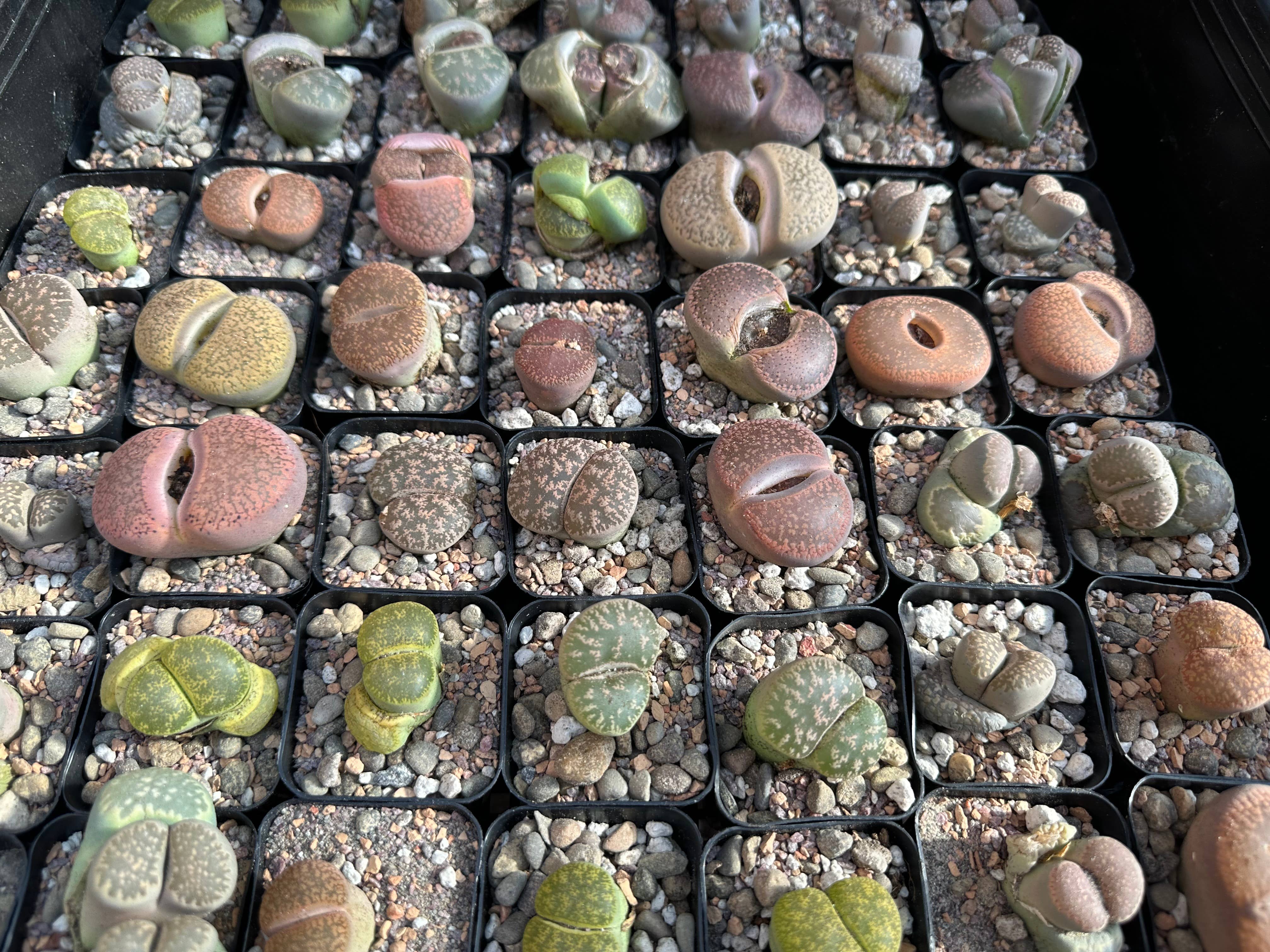 Rooting For You Plant Nursery - Wholesale Live Plant - MYSTERY LITHOPS - Living Stone Succulent in Premium Mix1