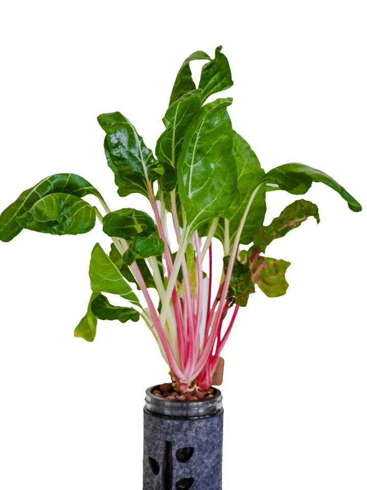 Swiss Chard Hydroponic Mason Jar Garden Kit for wholesale by Coco and Seed