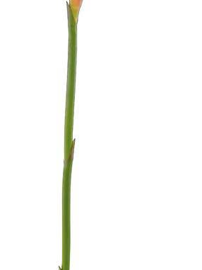 Bird of Paradise X1, 32", Natural for wholesale by Select Artificials, Inc.
