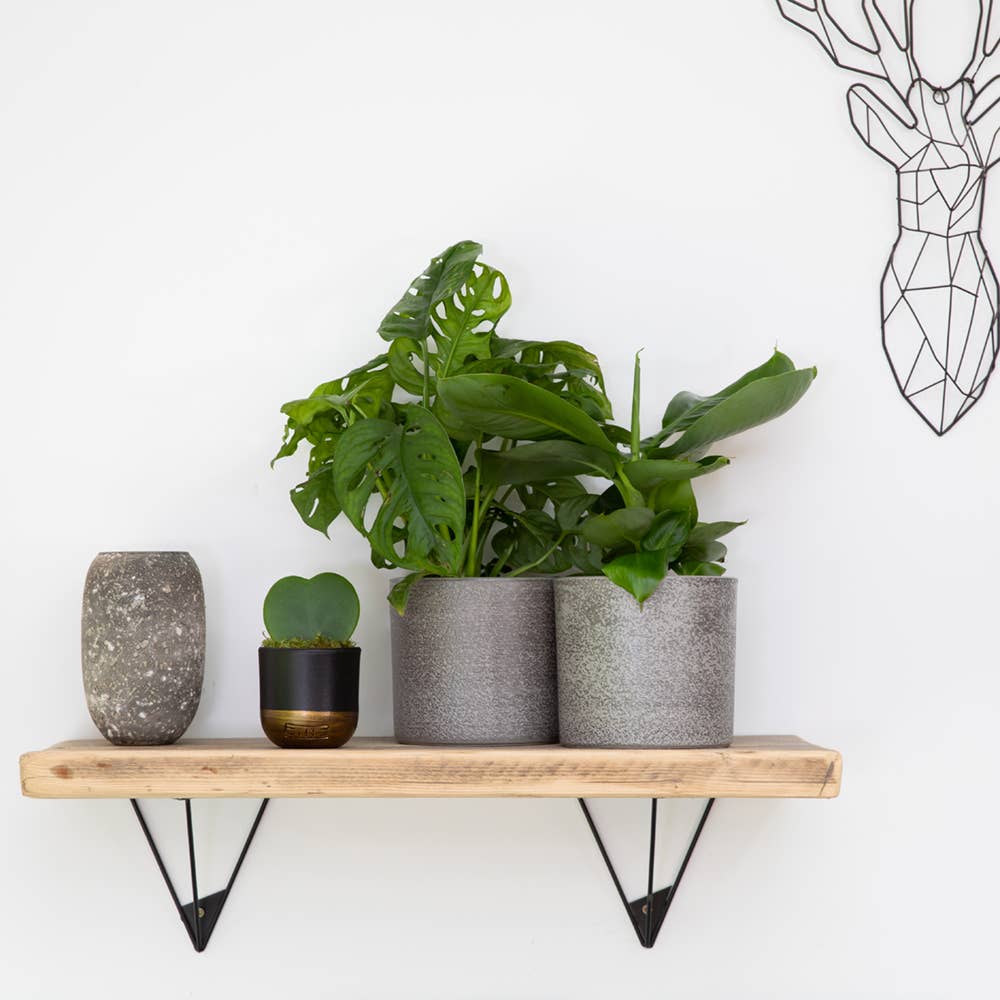 The Little Botanical – wholesale Live plant – Monstera Monkey Leaf 🐒11