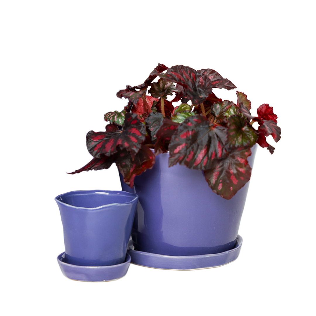 Chive - Wholesale Plant Pot - Tika Ceramic Pots With Saucer And Drainage Hole - 3"33