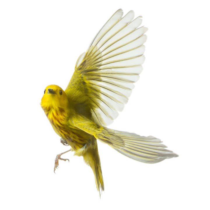 Yellow Warbler for wholesale by Wild Birds Flying LLC