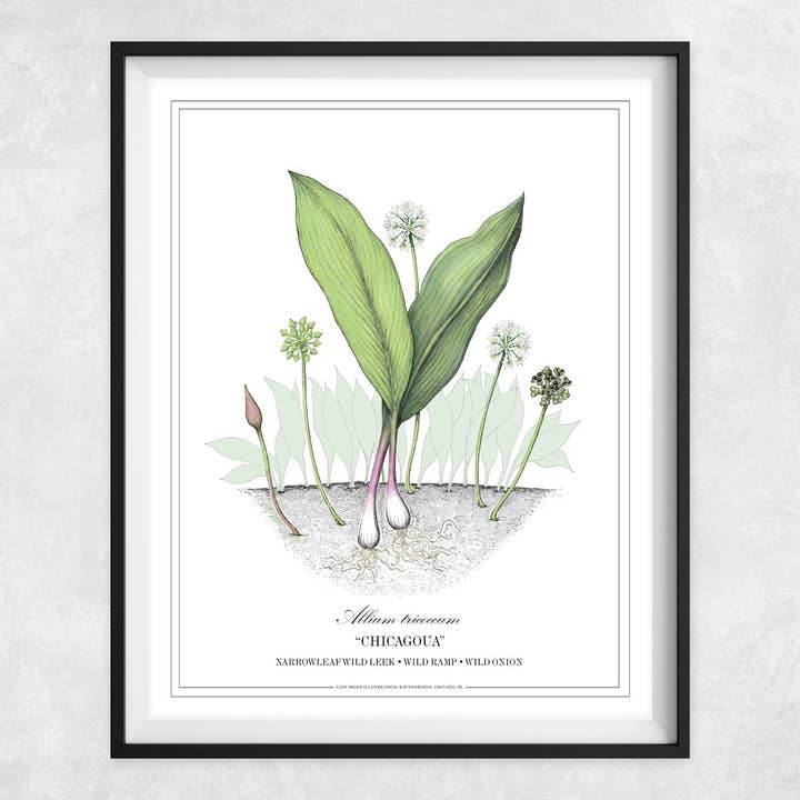 Chicago - La rampa salvaje para venta al por mayor de Wonder City Studio