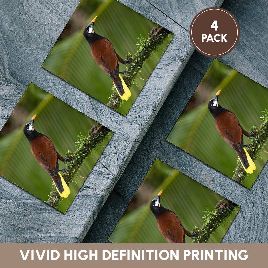 3dRose - Wholesale Coasters - 3dRose, Montezuma oropendola, Costa Rica, Central America, Coaster5