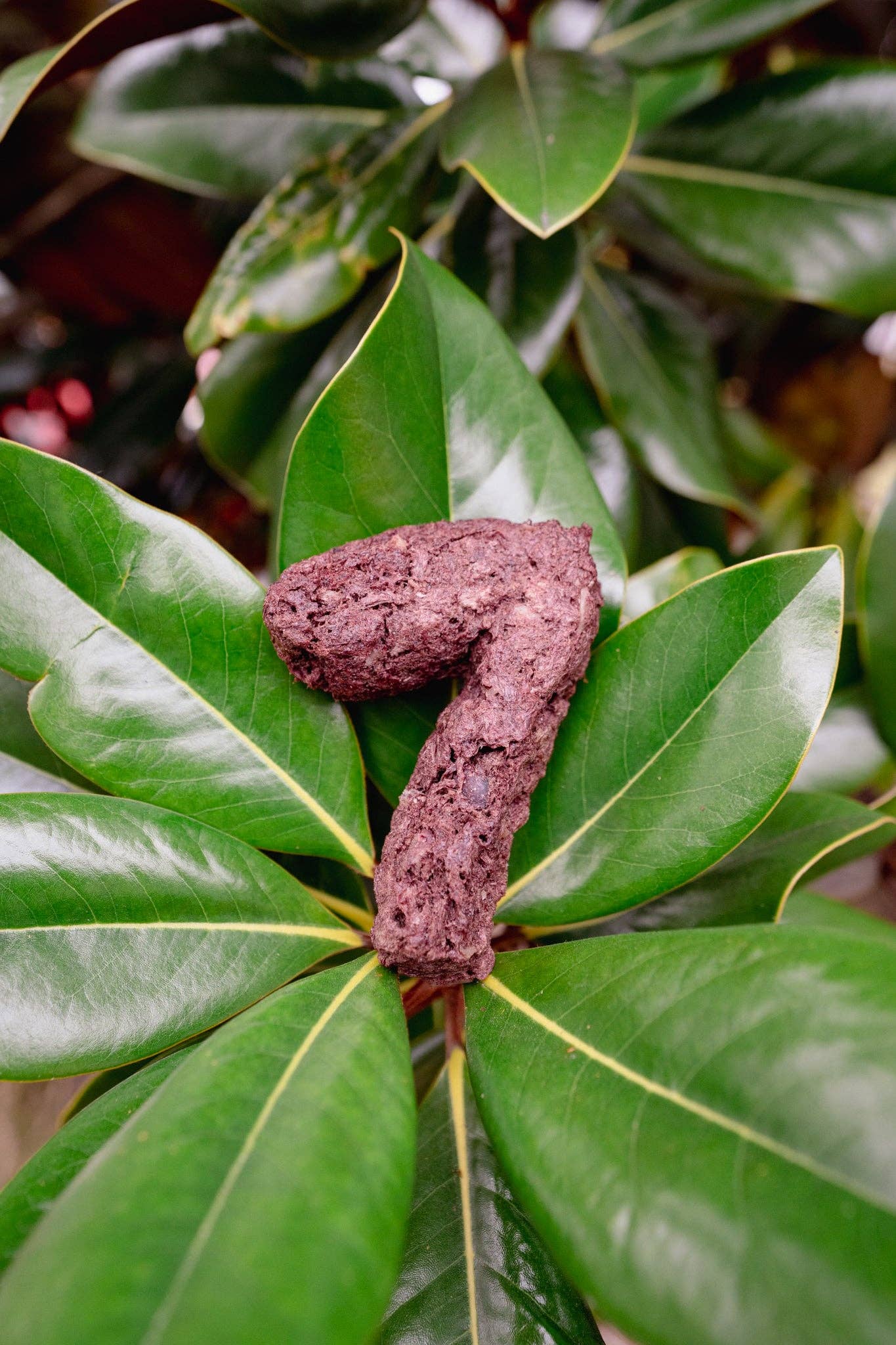 Love Liparu - Wholesale Pet Treats - Dog - MEAT NUMBER | Freeze-Dried Dog + Cat Treat7