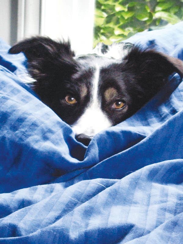 Q166 - Good Morning, Zoe for wholesale by Stonehenge Designs