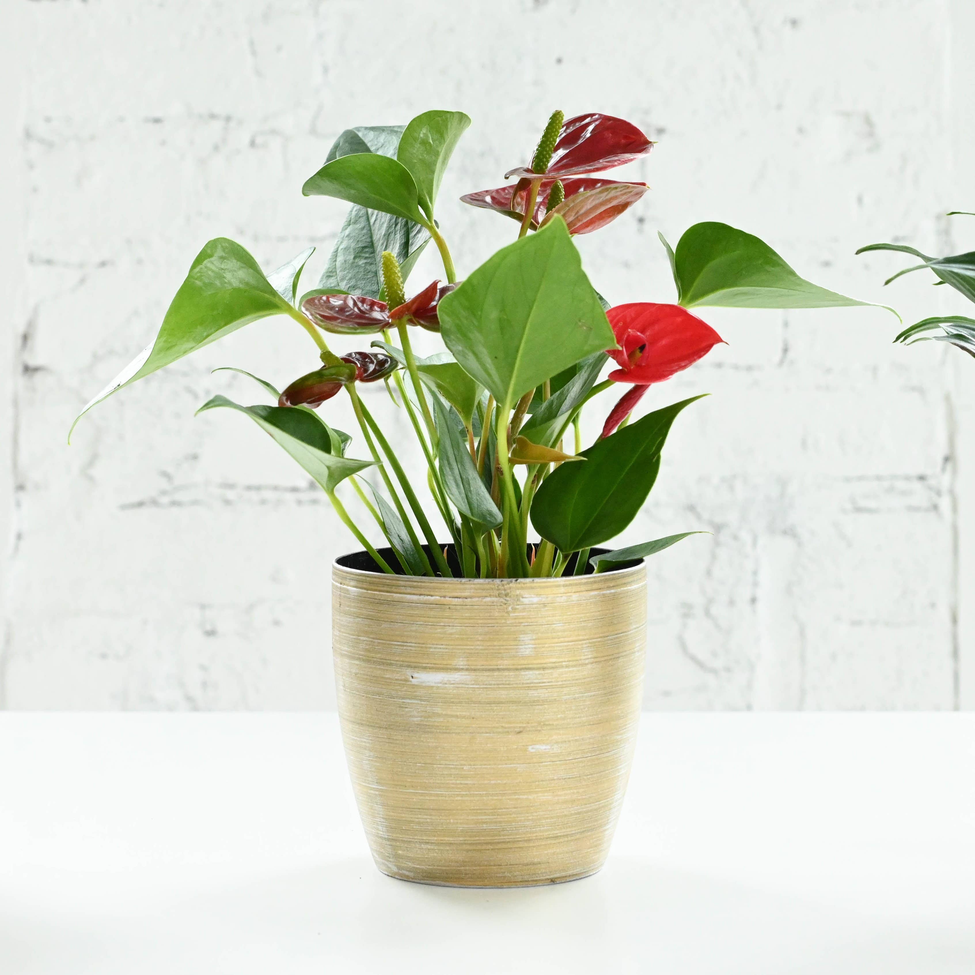 Thorsen's Greenhouse - Wholesale Plant Pot - 4" Decorative Pot Cover for Plants - Multiple Colors4