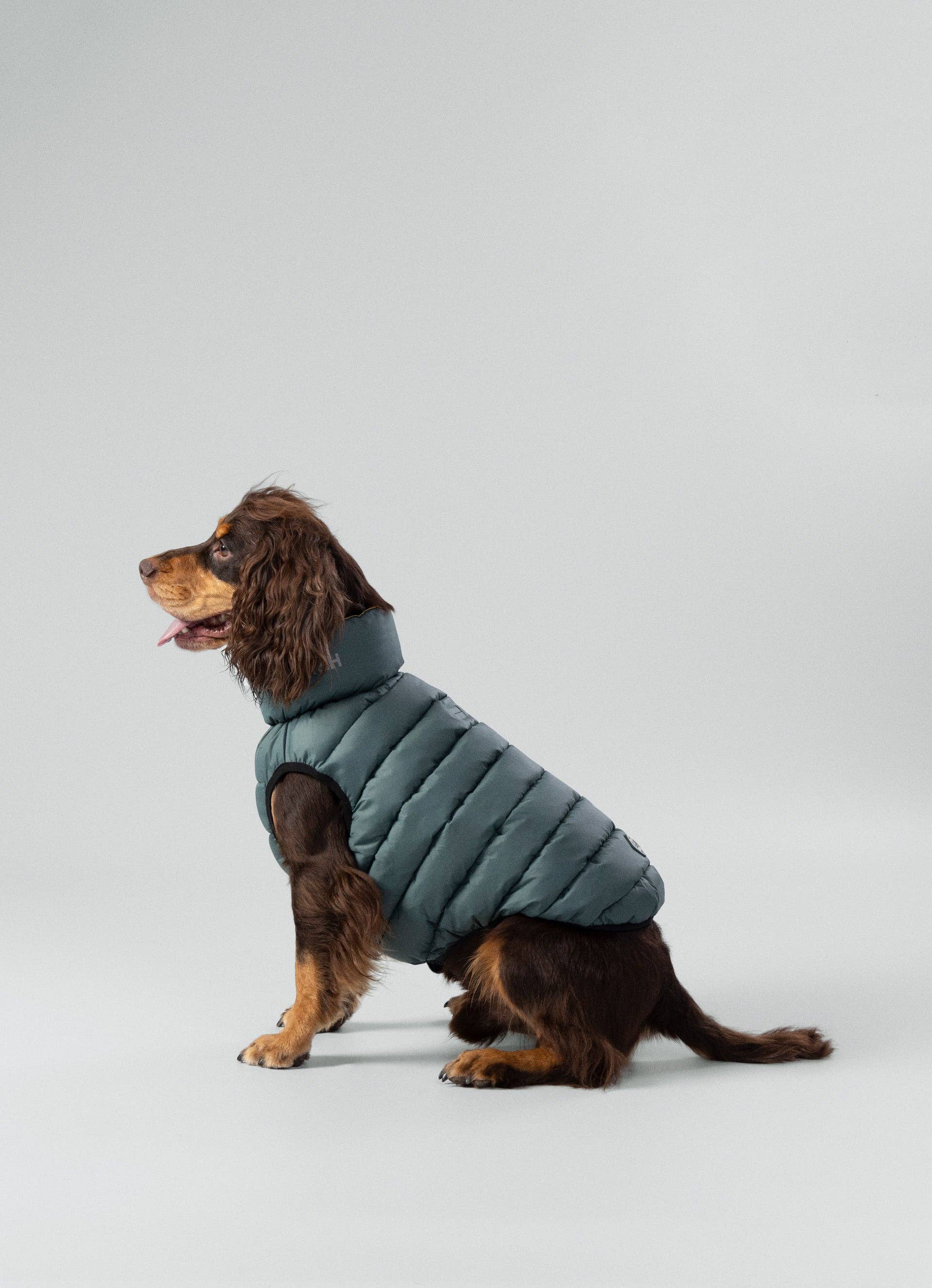 Hugo & Hudson – wholesale Hundjacka - Hund – Hackett x Hugo Hudson hundpufferjacka, Skogsgrön & Guld9