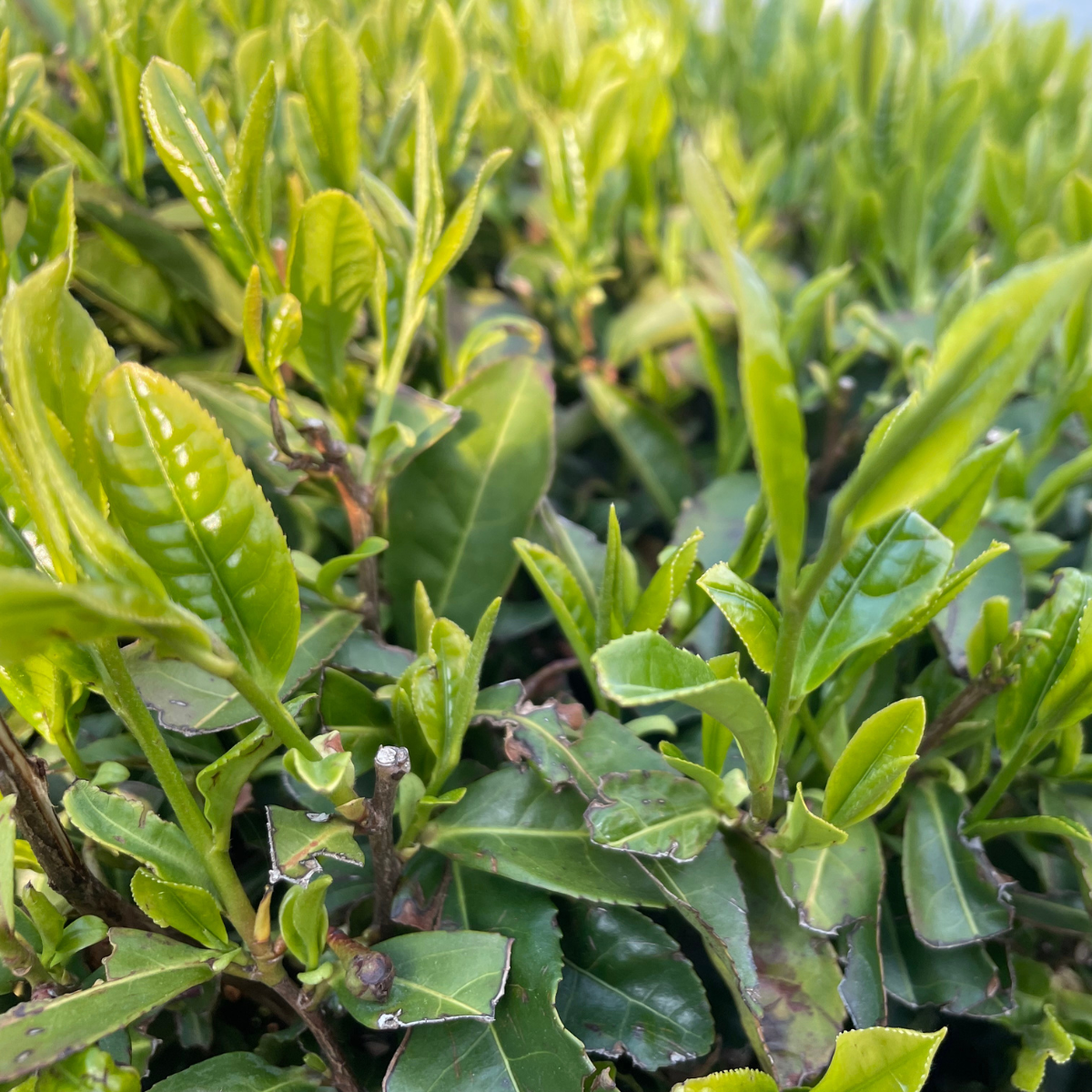 Umami Insider - Wholesale Tea Bags - Organic Rosemary & Brown Rice (Genmaicha) Tea, 0.84 oz4