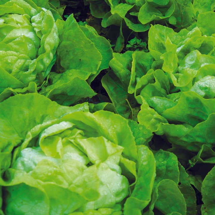 Bentley Seed Co. - Wholesale Plant Seeds - Lettuce-Buttercrunch Bib 19634