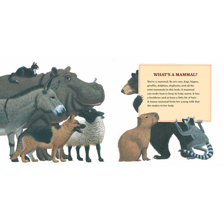 Simon & Schuster - Wholesale Book - Kids - Meet the Mini-Mammals by Melissa Stewart
