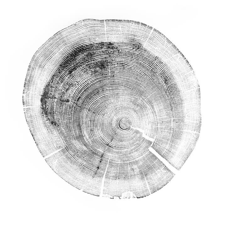 Baumdruck „White Pine“ - Weißes Papier für den Großhandel von HVRNT Studio