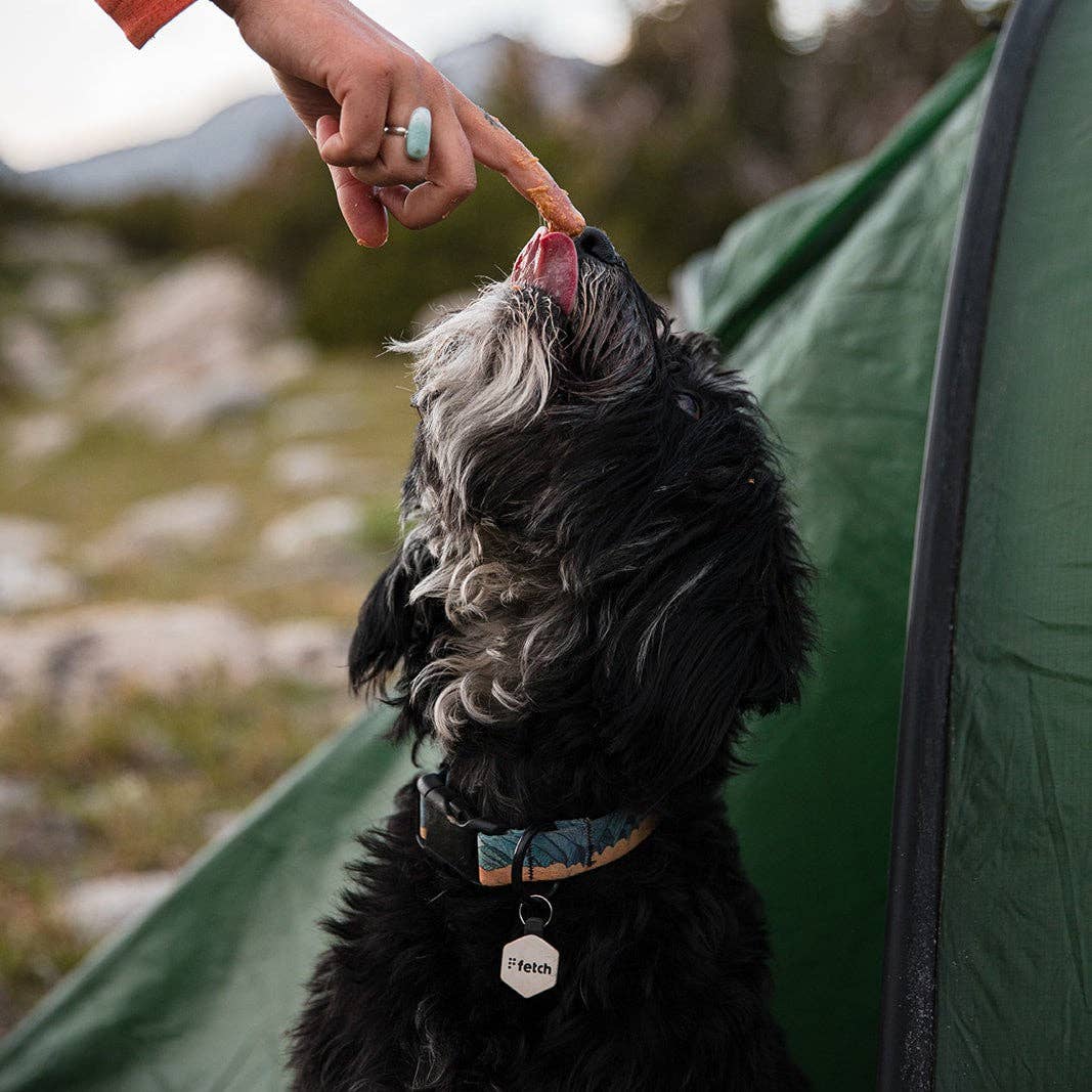 Lifekey – Großhandel Haustiermarke – Katze/Hund – Fresh Breath Fetch® Mini Smart Haustier-Identifikationsanhänger3