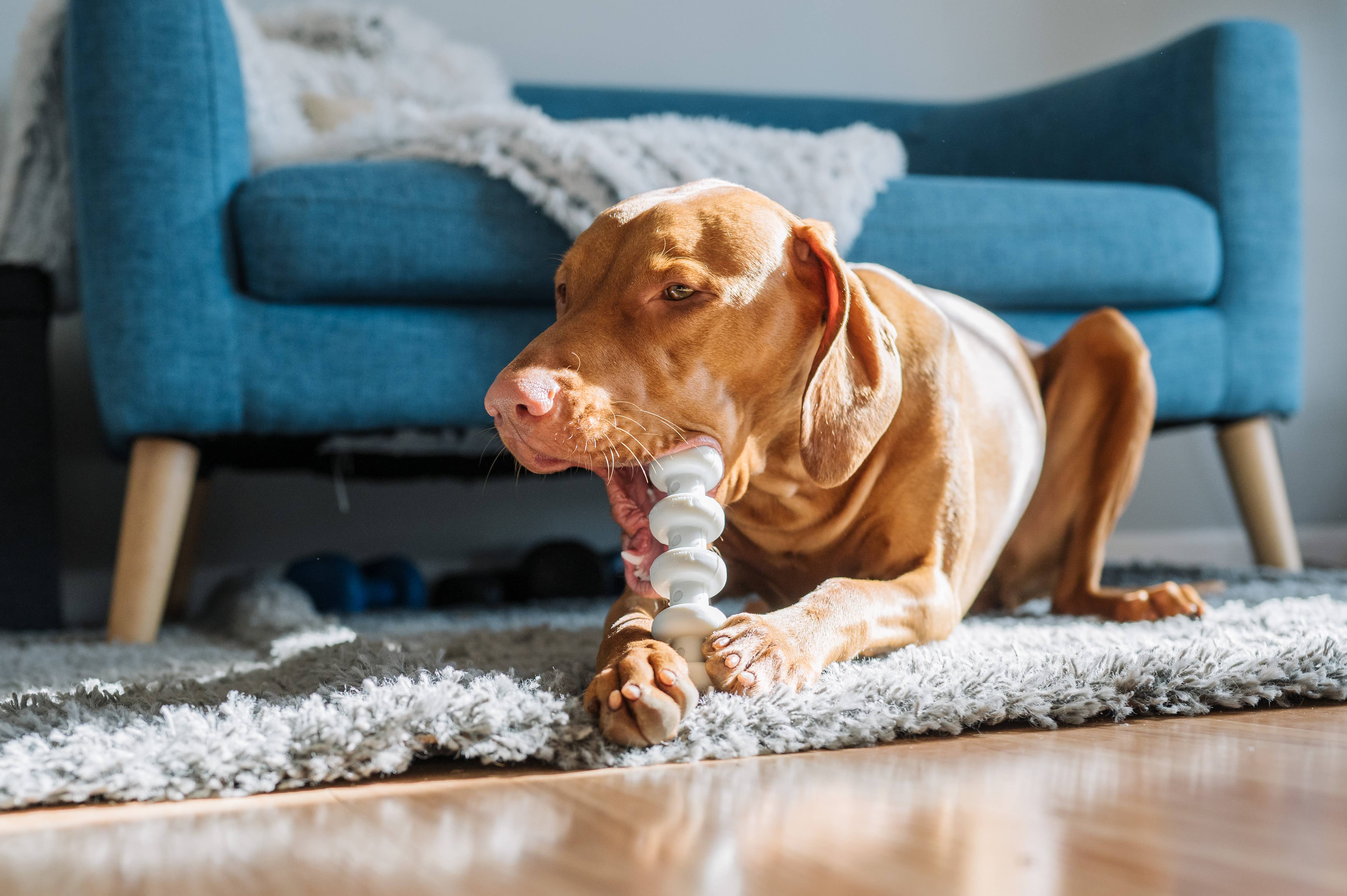 Spunky Pup - Wholesale Pet Chew Toy - Dog - Clean Earth Recycled Hard Chews - Made in the USA9