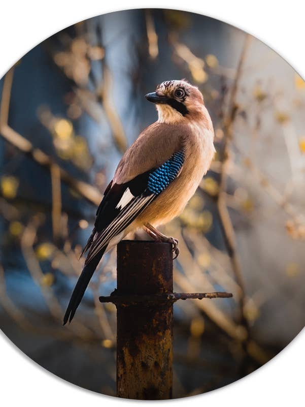 Muurcirkel vogeltje för wholesale av Label2X B.V.