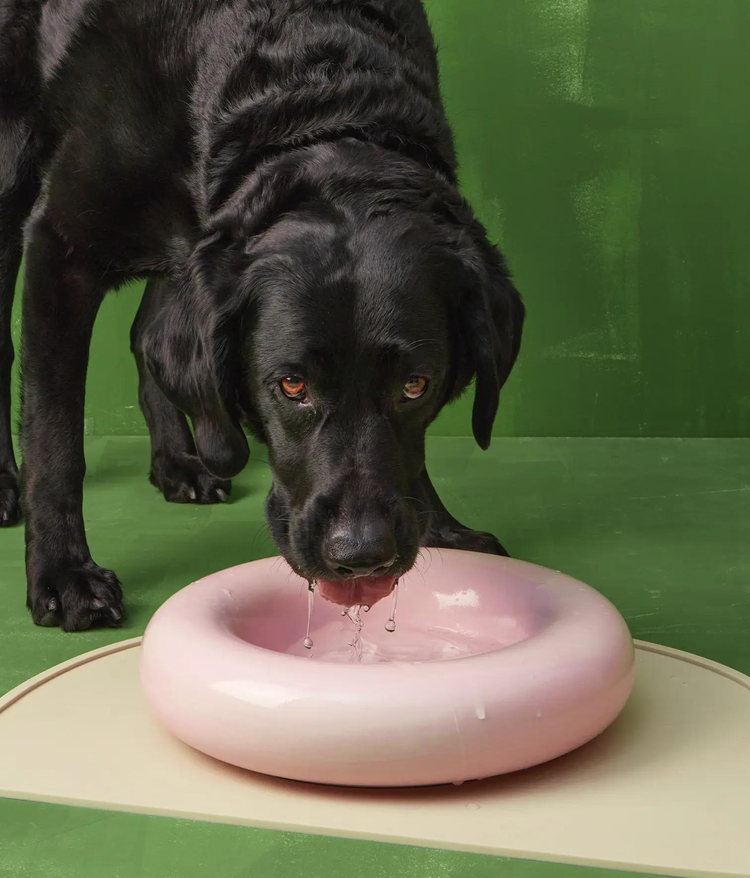 HotDog Pets - Wholesale Pet Bowl - Cat/Dog - White ceramic dog feeder15