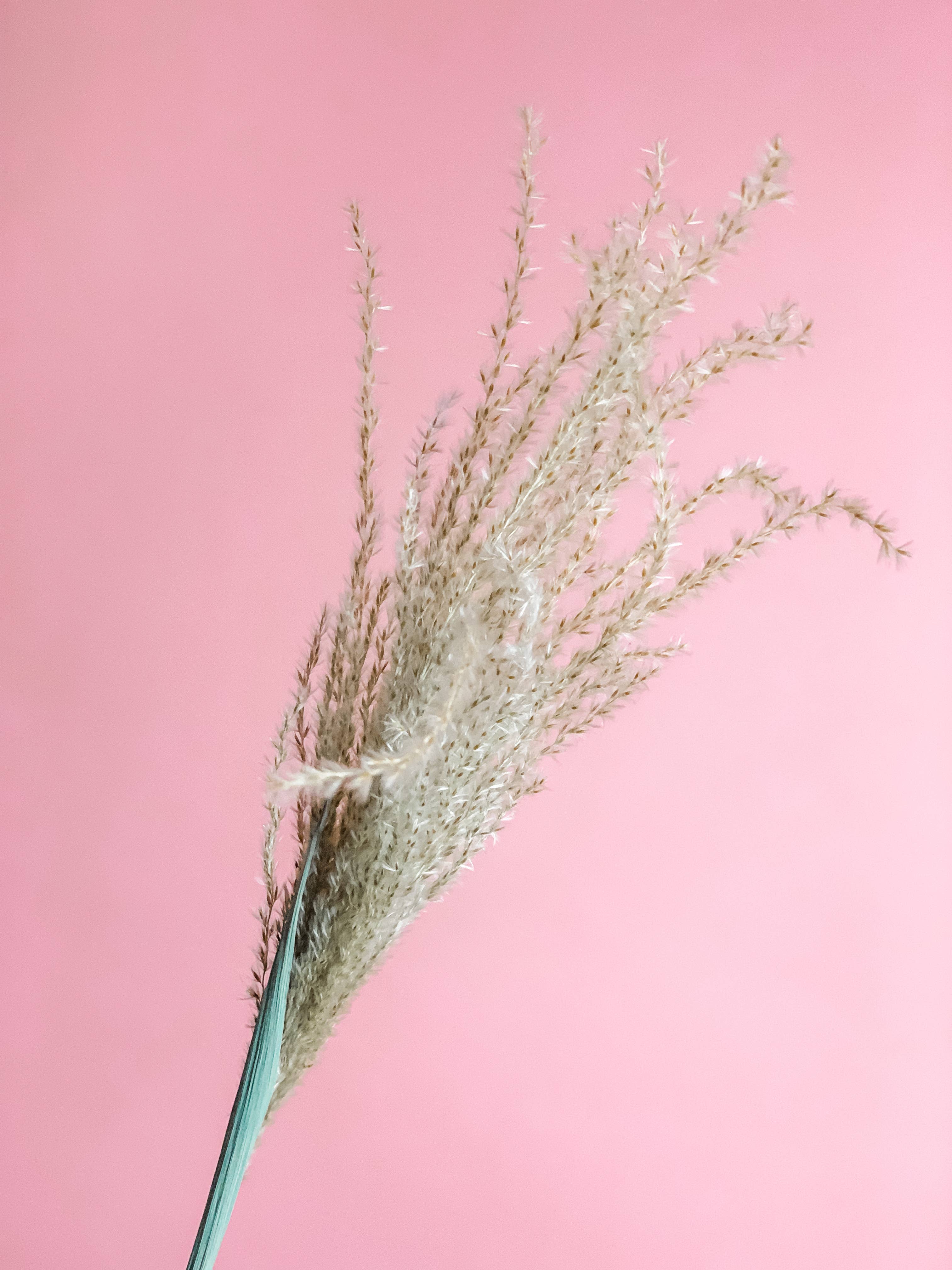 Fleurs Flowers - Wholesale Dried/Pressed Flowers - Miscanthus Grass1