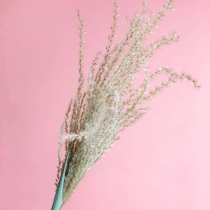 Fleurs Flowers - Wholesale Dried/Pressed Flowers - Miscanthus Grass1