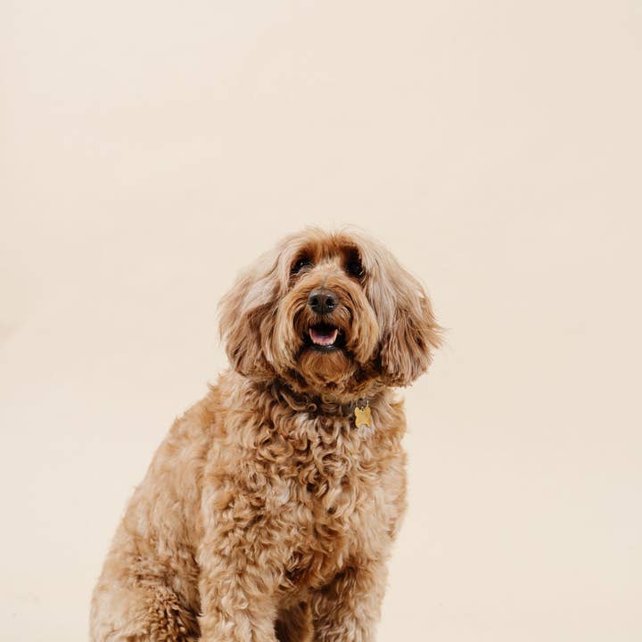 Pupwell - Wholesale Pet Grooming Set - Dog - Ultimate Dog Grooming Kit22