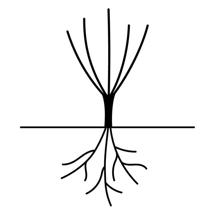 REMOVED BRAND - Venta al por mayor Plantas naturales - The Albrighton Rambler (Ausmobile) (raíz)3