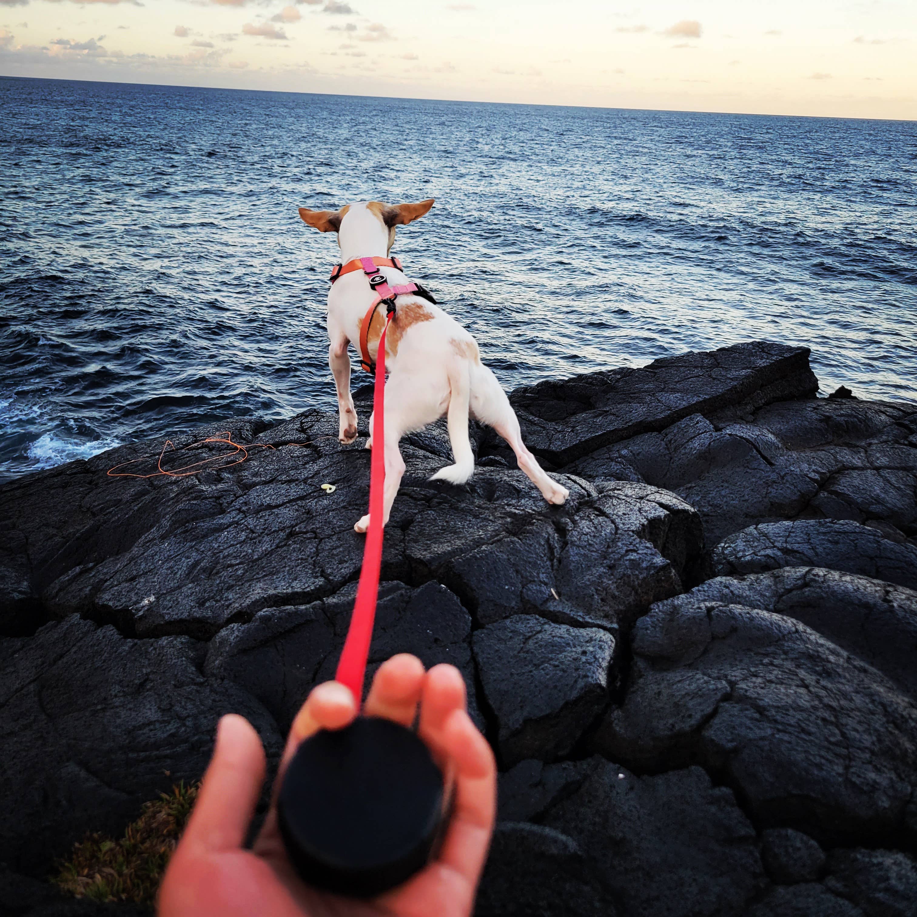 Lazy Leash! – wholesale Hundkoppel - Hund – Lat koppel! 19st Mini Power Koppel 10 Lådor + 9 Märkt Mix10