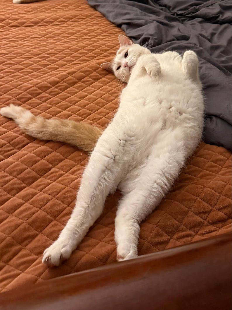 Uncle Dunc's Sticker Shoppe - Wholesale Sticker - Relaxed Jack the Cat {sticker}1