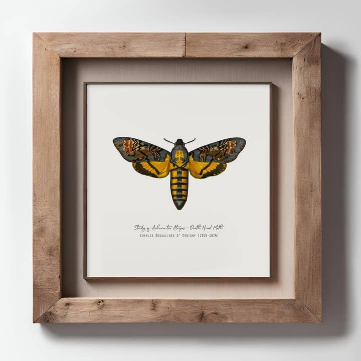 Vintage-Illustration Totenkopfschwärmer Kunstdruck für den Großhandel von Espi Lane