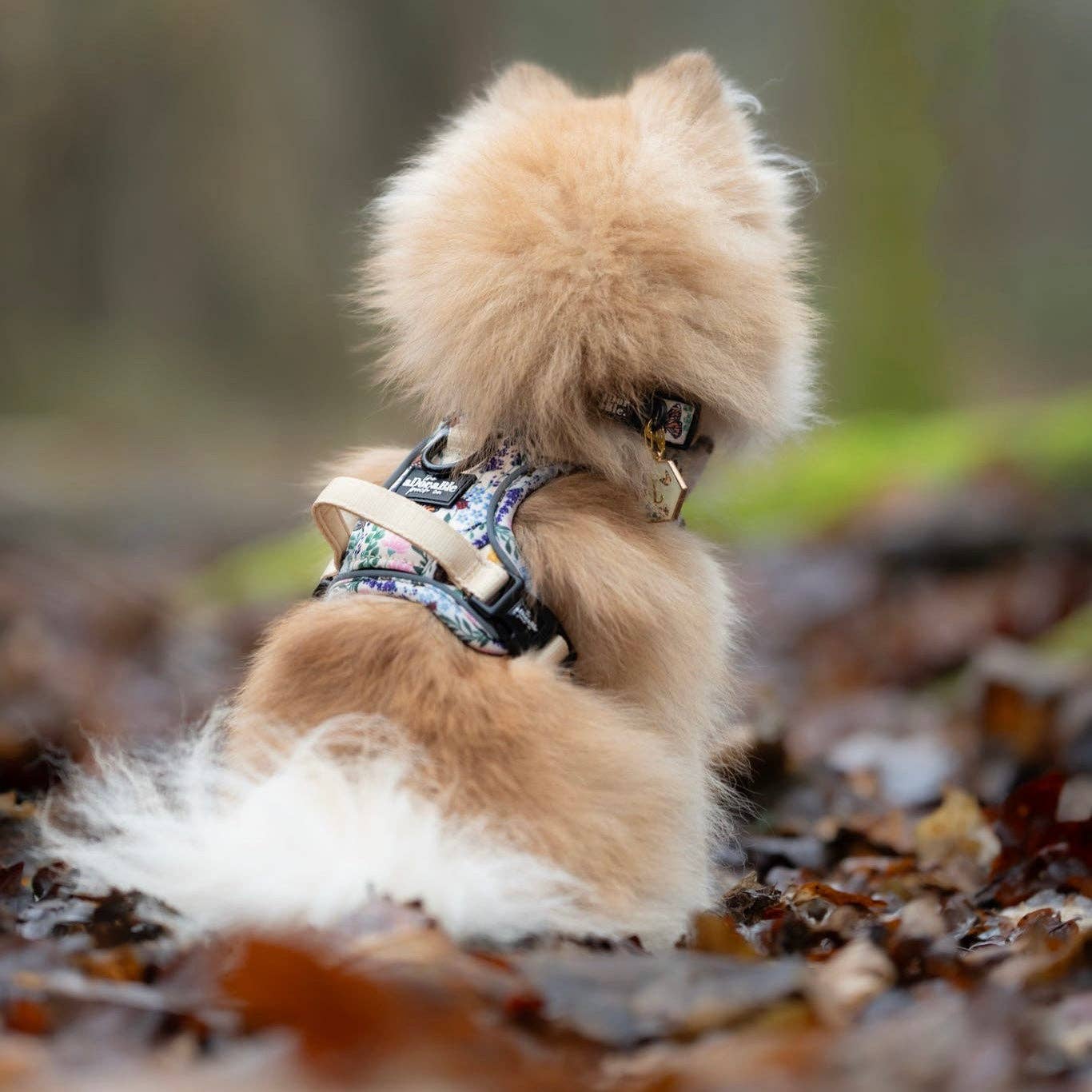 The aDoraBle Pooch Company – Arnês – Cão por atacado – Arnês Hike & Go Lite™ - Bumbles & Butterflies15