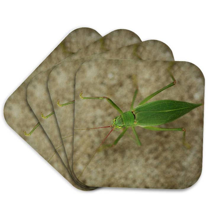 3dRose - Wholesale Coasters - 3dRose, Top view macro photograph of a katydid., Coaster7