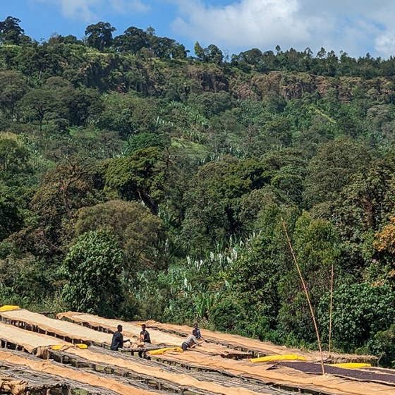 Cat Nap Coffee Roasting - Wholesale Coffee Beans - Layo Teraga Ethiopia Guji Natural2