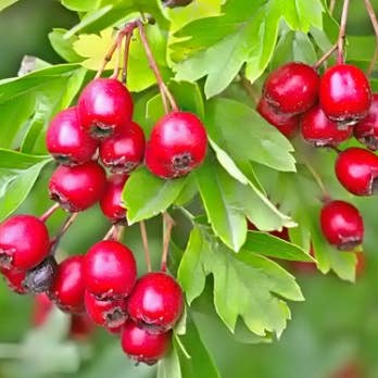 Astraphytos - Phytomars - Wholesale Oral Supplement/Vitamin - Fructus Crataegi Bio (Hawthorn) Astraphytos Ampoules2