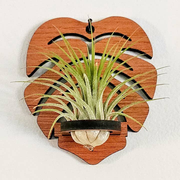 Air Plant Holder, Wall Hanging, Wood Monstera Leaf for wholesale by Leaf & Node