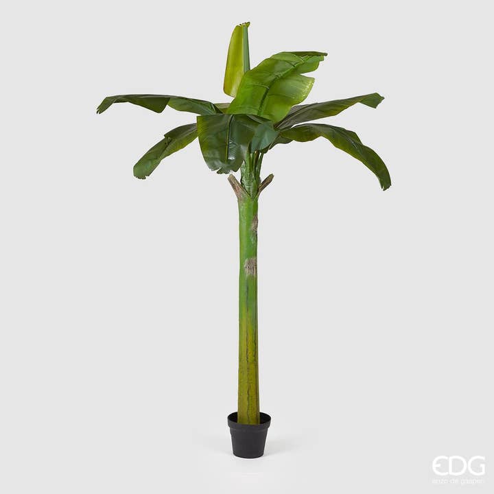 BANANA PLANT W/POT for wholesale by edg