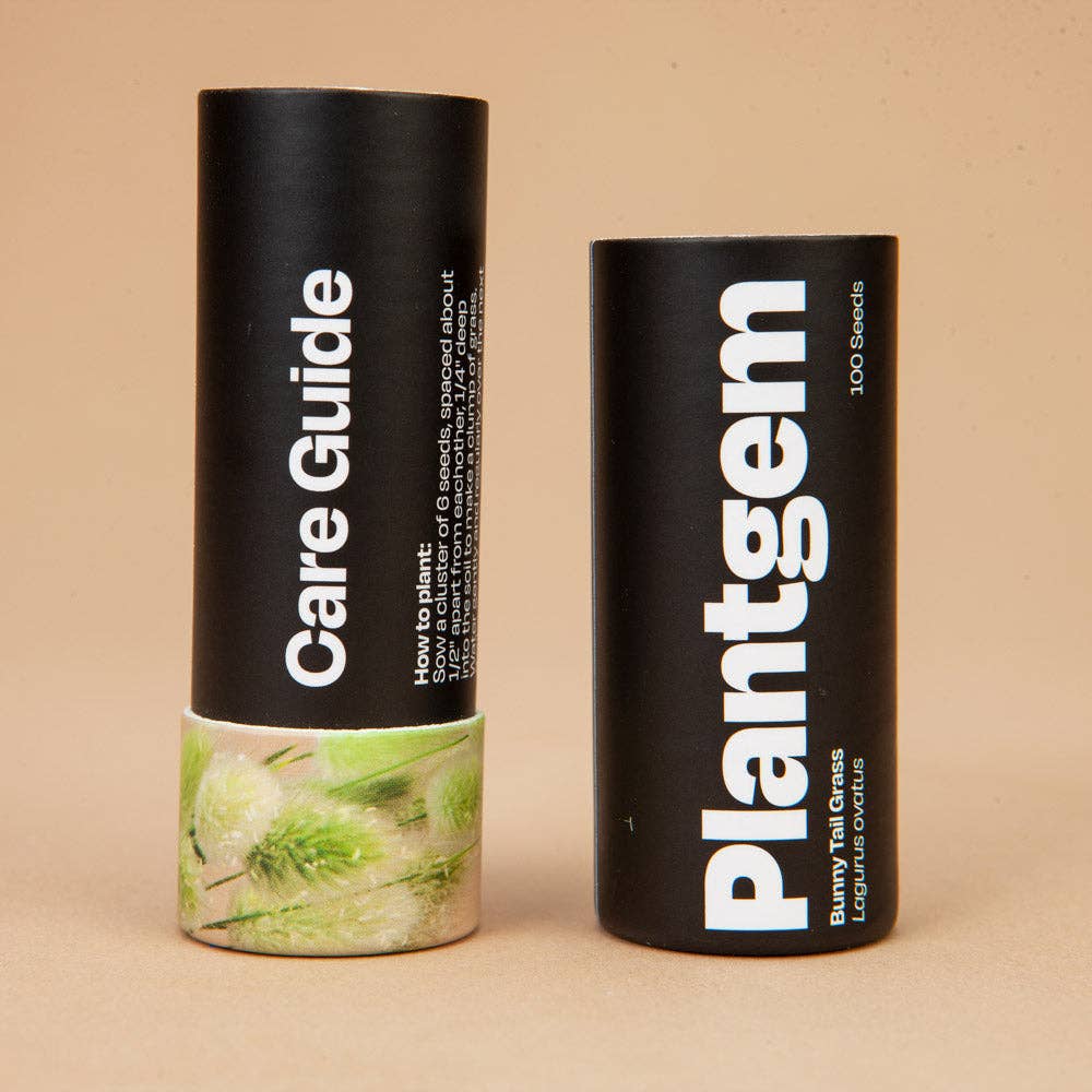 Plantgem - Wholesale Plant Seeds - Bunny Tail Grass - 100 Seeds3