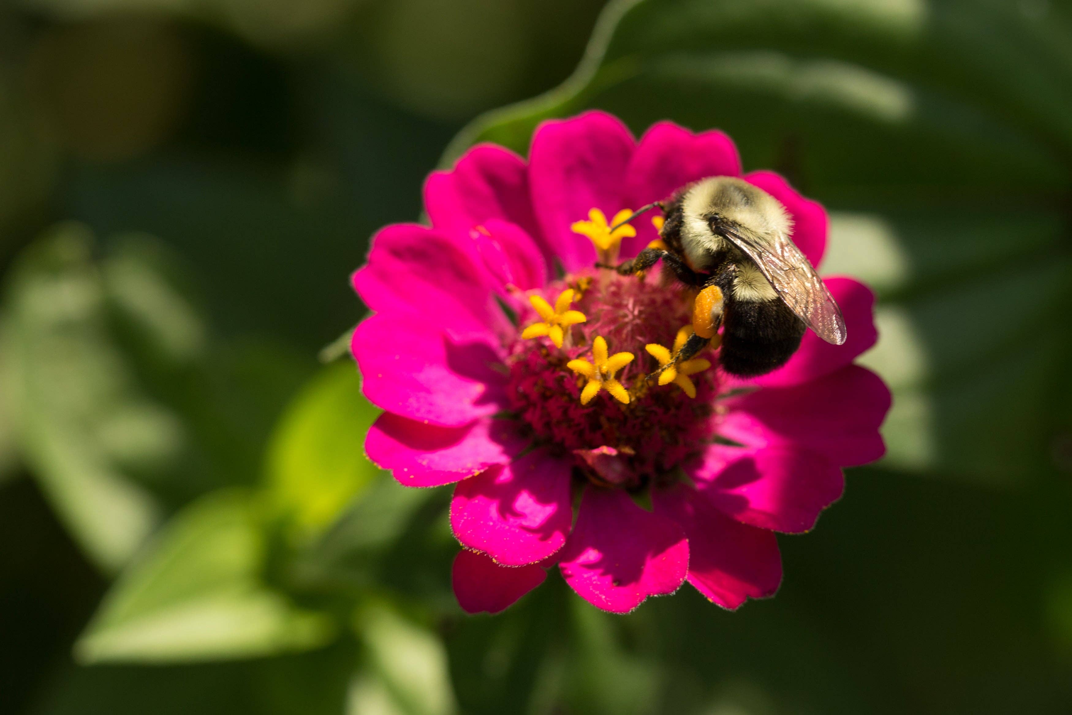 Bentley Seed Co. - Wholesale Plant Seeds - Zinnia, Lilliput Seed Packets4