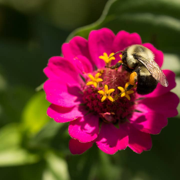 Bentley Seed Co. - Wholesale Plant Seeds - Zinnia, Lilliput Seed Packets4