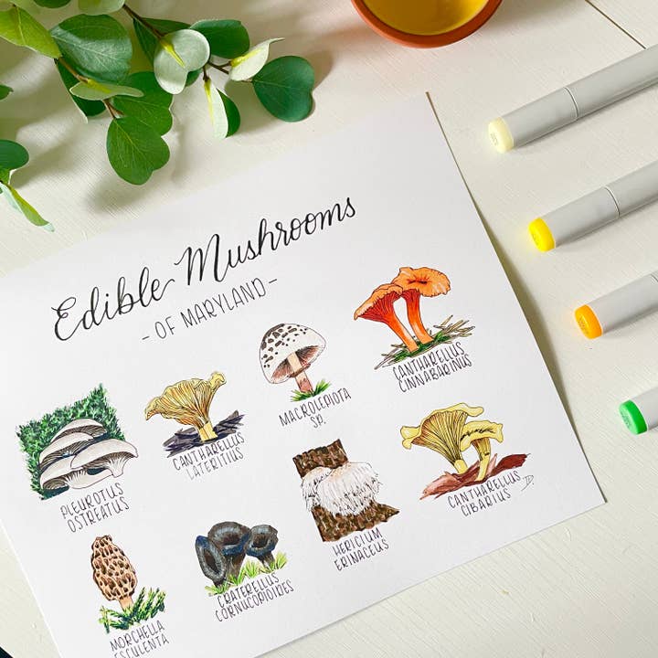 D. Prince Designs - Wholesale Art Print - Edible Mushrooms of Maryland | Recycled Cardstock Print